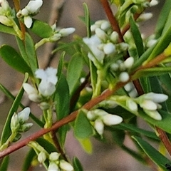 Styphelia mutica at Goulburn, NSW - 8 Nov 2024