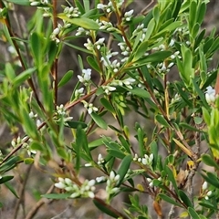 Styphelia mutica at Goulburn, NSW - 8 Nov 2024