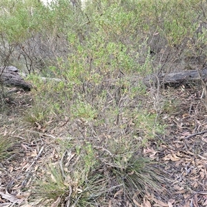 Styphelia mutica at Goulburn, NSW - 8 Nov 2024