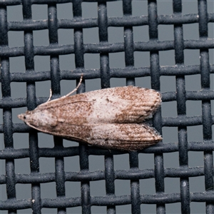 Aphomia baryptera at Harrison, ACT - suppressed