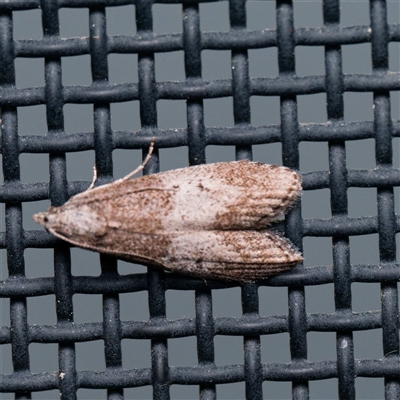 Aphomia baryptera (A pyralid moth) at Harrison, ACT - 6 Nov 2024 by DPRees125