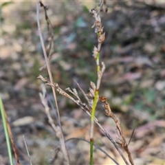 Lepidosperma laterale (Variable Sword Sedge) at Goulburn, NSW - 8 Nov 2024 by trevorpreston