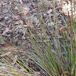 Lepidosperma laterale at Goulburn, NSW - 8 Nov 2024 04:40 PM