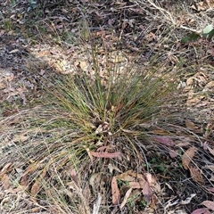 Lepidosperma laterale at Goulburn, NSW - 8 Nov 2024 04:40 PM