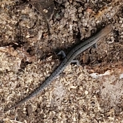 Lampropholis guichenoti (Common Garden Skink) at Goulburn, NSW - 8 Nov 2024 by trevorpreston