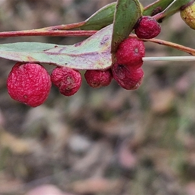 Eucalyptus insect gall at Goulburn, NSW - 8 Nov 2024 by trevorpreston