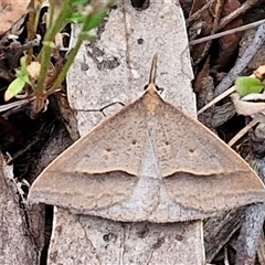 Epidesmia hypenaria (Long-nosed Epidesmia) at Goulburn, NSW - 8 Nov 2024 by trevorpreston