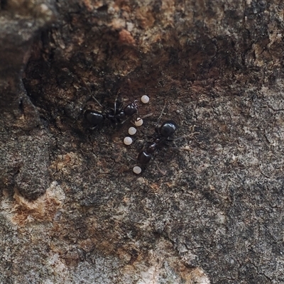 Acrodipsas myrmecophila (Small Ant-blue Butterfly) by RAllen