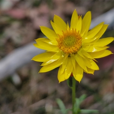 Xerochrysum viscosum (Sticky Everlasting) at Goulburn, NSW - 8 Nov 2024 by trevorpreston