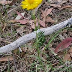 Xerochrysum viscosum at Goulburn, NSW - 8 Nov 2024