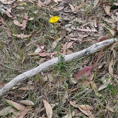 Xerochrysum viscosum at Goulburn, NSW - 8 Nov 2024