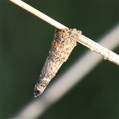 Conoeca or Lepidoscia (genera) IMMATURE (Unidentified Cone Case Moth larva, pupa, or case) at Gundaroo, NSW - 5 Nov 2024 by ConBoekel