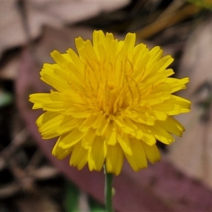 Hypochaeris radicata at Goulburn, NSW - 8 Nov 2024