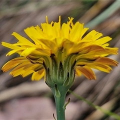 Hypochaeris radicata at Goulburn, NSW - 8 Nov 2024 04:30 PM