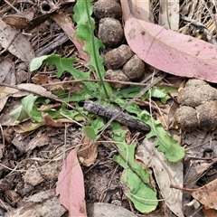 Hypochaeris radicata at Goulburn, NSW - 8 Nov 2024