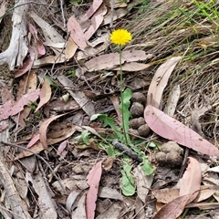 Hypochaeris radicata at Goulburn, NSW - 8 Nov 2024 04:30 PM