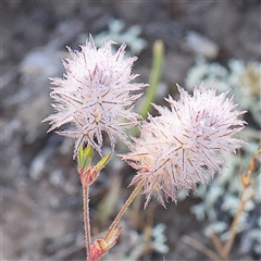 Trifolium arvense (Haresfoot Clover) at Gundaroo, NSW - 6 Nov 2024 by ConBoekel