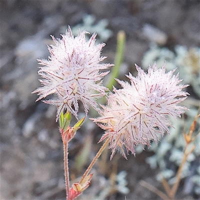 Trifolium arvense (Haresfoot Clover) at Gundaroo, NSW - 5 Nov 2024 by ConBoekel