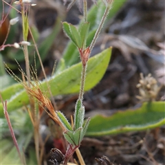 Trifolium arvense at Gundaroo, NSW - 6 Nov 2024