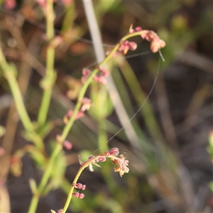 Gonocarpus tetragynus at Gundaroo, NSW - 6 Nov 2024