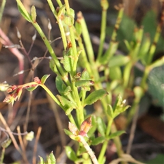 Gonocarpus tetragynus at Gundaroo, NSW - 6 Nov 2024