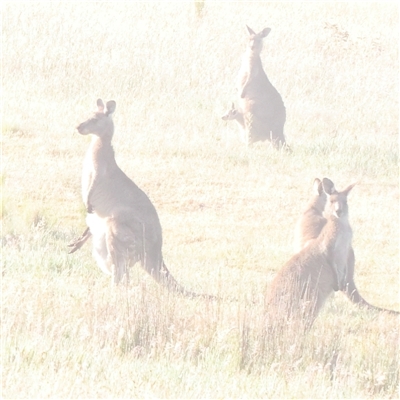 Macropus giganteus (Eastern Grey Kangaroo) at Gundaroo, NSW - 5 Nov 2024 by ConBoekel