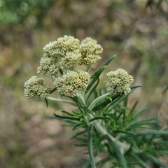 Cassinia aculeata subsp. aculeata (Dolly Bush, Common Cassinia, Dogwood) at Goulburn, NSW - 8 Nov 2024 by trevorpreston