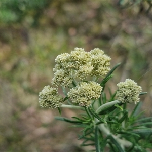 Cassinia aculeata subsp. aculeata at Goulburn, NSW - 8 Nov 2024