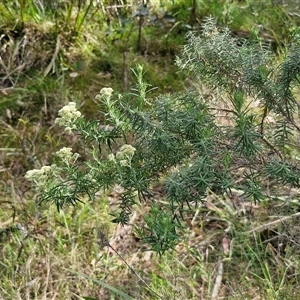 Cassinia aculeata subsp. aculeata at Goulburn, NSW - 8 Nov 2024