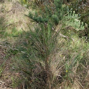 Cassinia aculeata subsp. aculeata at Goulburn, NSW - 8 Nov 2024 04:28 PM