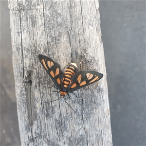 Amata (genus) at Shark Creek, NSW - 30 Oct 2024