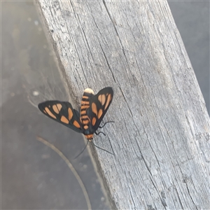 Amata (genus) at Shark Creek, NSW - 30 Oct 2024 05:54 PM