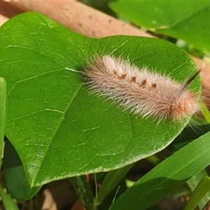 Trichiocercus sparshalli at Iluka, NSW - 4 Nov 2024 08:24 AM