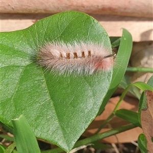Trichiocercus sparshalli at Iluka, NSW - 4 Nov 2024 08:24 AM