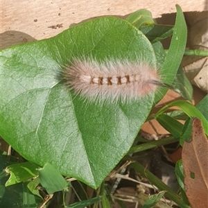 Trichiocercus sparshalli at Iluka, NSW - 4 Nov 2024 08:24 AM