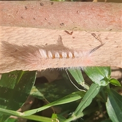 Trichiocercus sparshalli at Iluka, NSW - 4 Nov 2024 08:24 AM