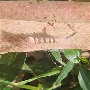 Trichiocercus sparshalli at Iluka, NSW - 4 Nov 2024 08:24 AM