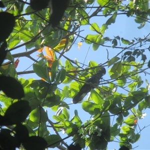 Calyptorhynchus banksii at Manoora, QLD - 8 Nov 2024 02:36 PM