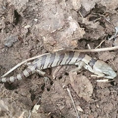 Cyclodomorphus gerrardii (Pink-tongued Skink) at Tullymorgan, NSW - 30 Oct 2024 by Topwood