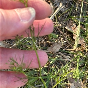 Cyclospermum leptophyllum at Kangaroo Valley, NSW - 8 Nov 2024