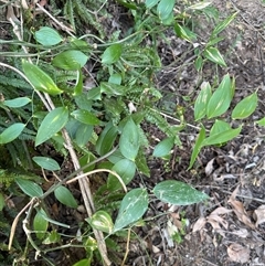 Eustrephus latifolius (Wombat Berry) at Kangaroo Valley, NSW - 8 Nov 2024 by lbradley