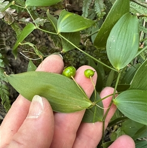 Eustrephus latifolius at Kangaroo Valley, NSW - suppressed