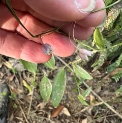 Eustrephus latifolius at Kangaroo Valley, NSW - 8 Nov 2024