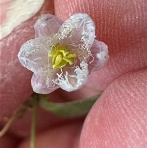 Eustrephus latifolius at Kangaroo Valley, NSW - suppressed