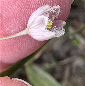 Eustrephus latifolius at Kangaroo Valley, NSW - suppressed