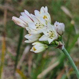 Nothoscordum borbonicum at Goulburn, NSW - 8 Nov 2024