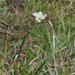 Nothoscordum borbonicum at Goulburn, NSW - 8 Nov 2024 04:27 PM