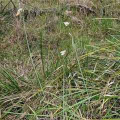 Nothoscordum borbonicum at Goulburn, NSW - 8 Nov 2024