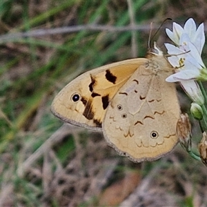 Heteronympha merope at Goulburn, NSW - 8 Nov 2024