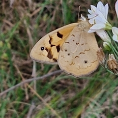 Heteronympha merope at Goulburn, NSW - 8 Nov 2024